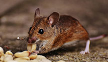 24 Hour & Emergency Exterminators in S Chicago Heights, IL